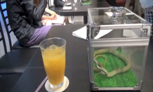 Quán cà phê rắn ở Tokyo