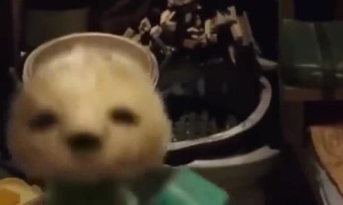 Chó ngoài hành tinh trong 