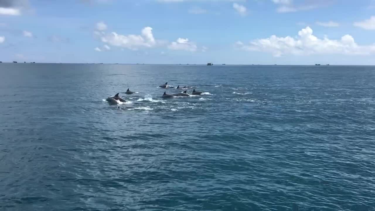Ngắm đàn cá heo bơi tung tăng ở đảo Phú Quý