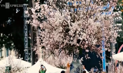 Lễ hội hoa anh đào trước giờ khai hội