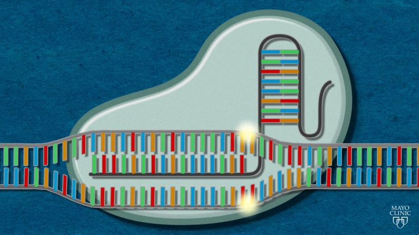 Cơ chế hoạt động của công cụ chỉnh sửa gene CRISPR-Cas9