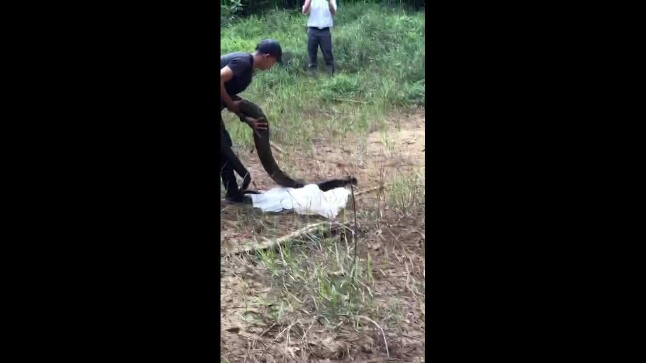 Thả rắn hổ mang chúa 21 kg vào rừng