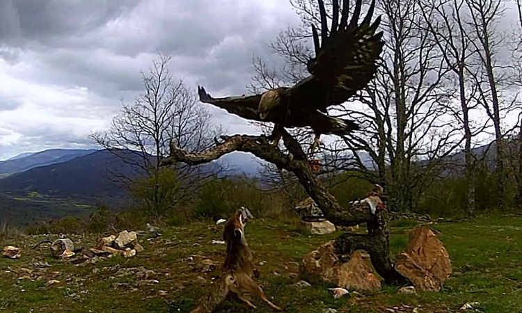 Cáo liều mạng cướp mồi của đại bàng