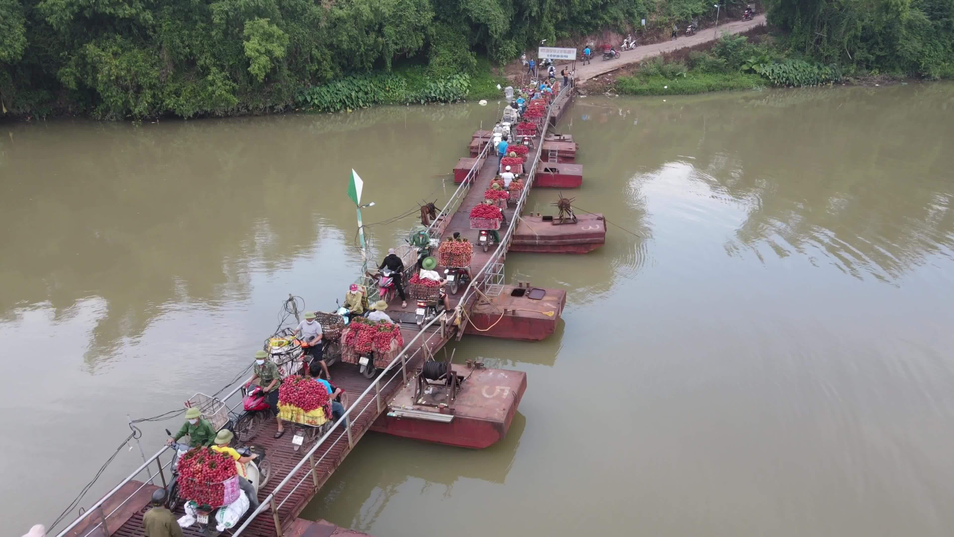 Thu hoạch vải thiều Bắc Giang