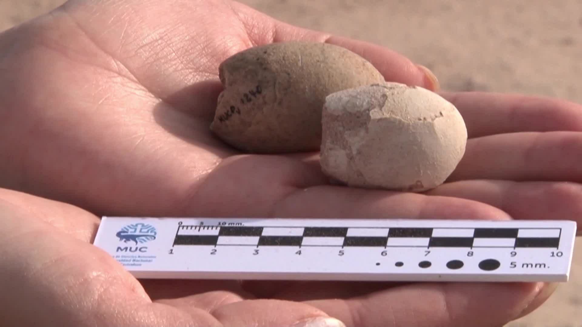 Phát hiện hơn 160 quả trứng từ thời khủng long