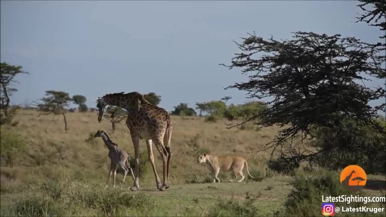 Hươu cao cổ mẹ đánh đuổi sư tử để cứu con