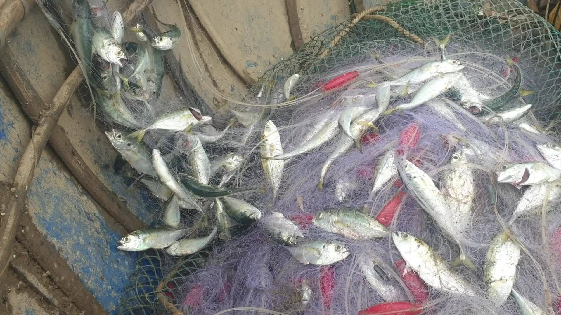 Ngư dân trúng cá sòng