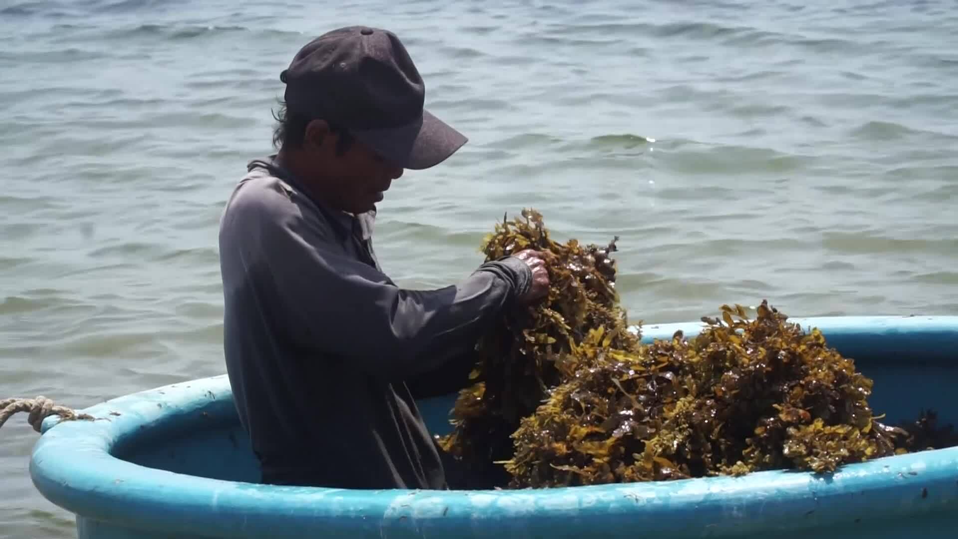 Lặn sâu 7-8 m ở vịnh Nha Trang hái rong mơ