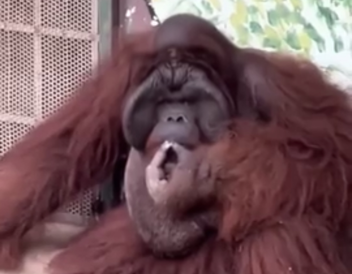 Đười ươi hút thuốc ở sở thú