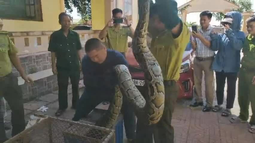 Trăn bò nhà nhà dân bắt gà