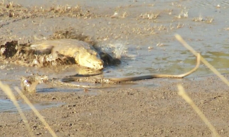 Sai lầm khiến rắn mamba đen rơi vào hàm cá sấu